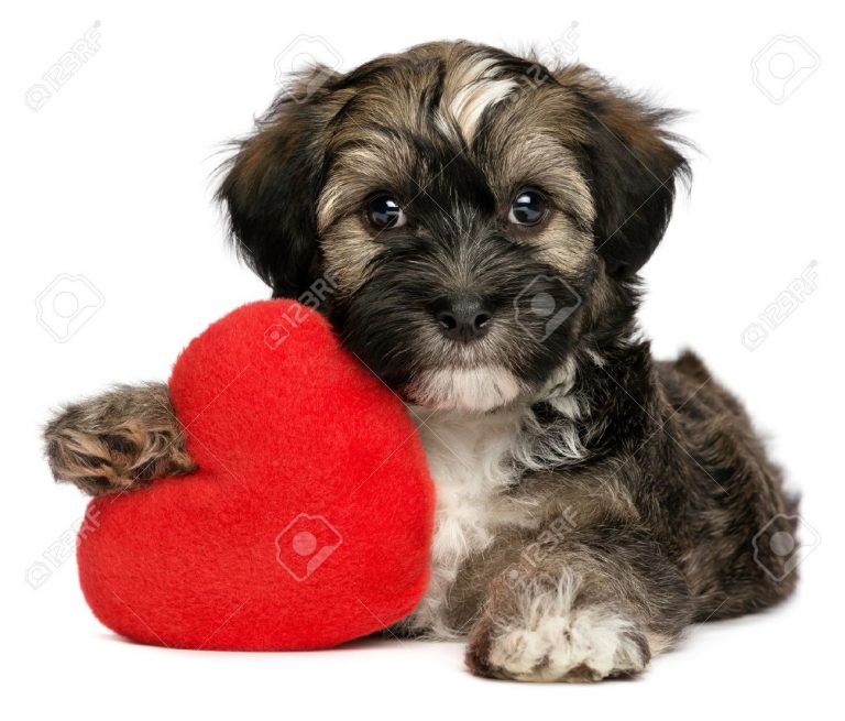 Setembro Vermelho, amor e conscientização para o seu cão