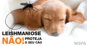 leishmaniose-canina